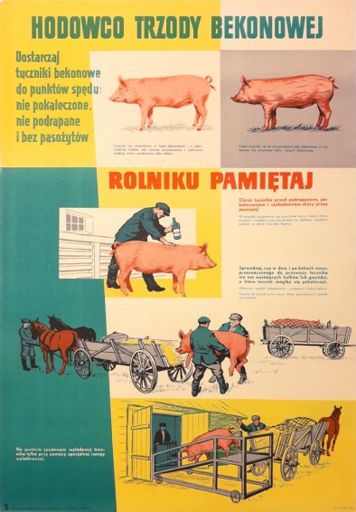 Hodowco trzody bekonowej