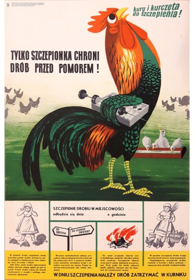 Tylko szczepienia zapobiegają pomorowi (kura)