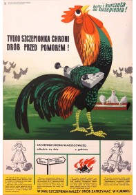 Tylko szczepienia zapobiegają pomorowi (kura)