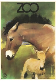 ZOO - koń przewalskiego (konie) REPRINT